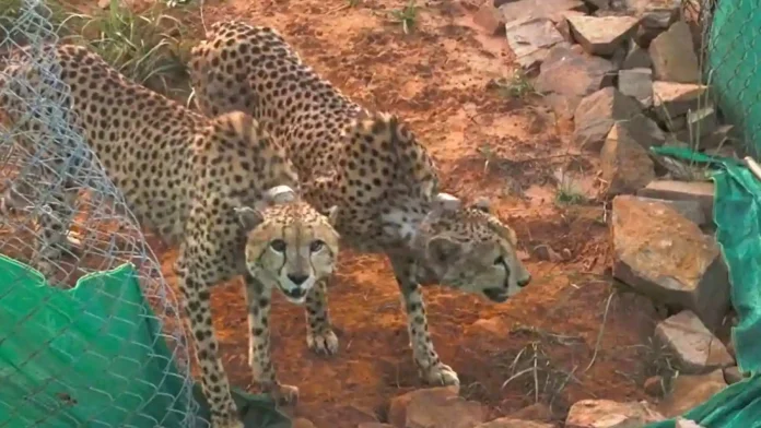 12 Cheetahs From South Africa Arrive In Madhya Pradesh