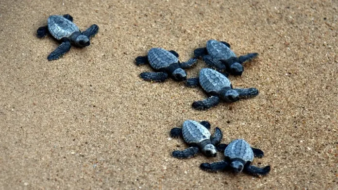 WATCH: Olive Ridley Turtles Arrive At Odisha’s Rushikulya Beach for Mass Nesting Season!