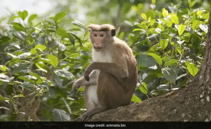 China Buying 1 Lakh Endangered Monkeys For Experiments? Sri Lanka Says...
