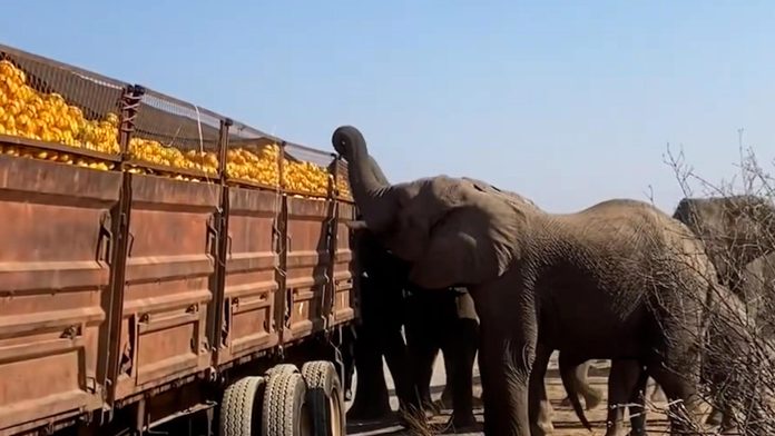 Elephants rob oranges from truck, adorable video goes viral
