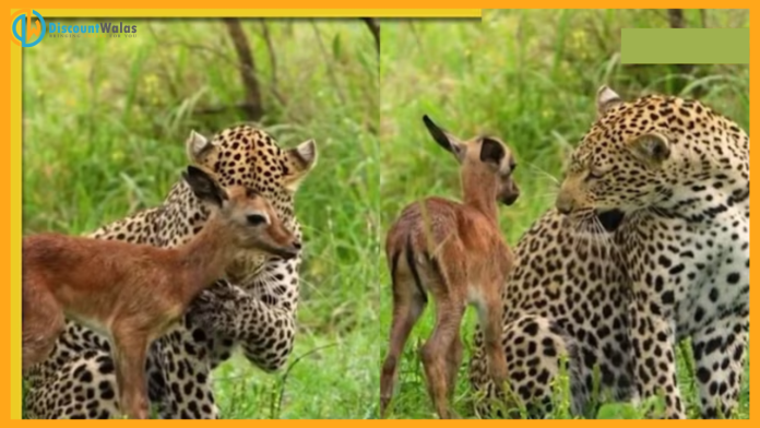 Viral video: Leopard protects baby deer from hyena threat, watch