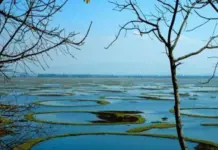 World’s Only Floating Sanctuary: Exploring Keibul Lamjao National Park in Manipur