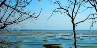 World’s Only Floating Sanctuary: Exploring Keibul Lamjao National Park in Manipur