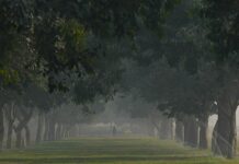 Delhi’s Tree-Hacking Madness: Officials ‘Lopping Off Entire Branches’ Despite AQI Above 400