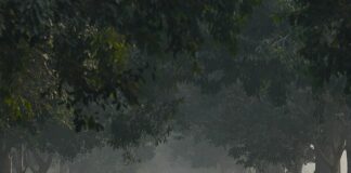 Delhi’s Tree-Hacking Madness: Officials ‘Lopping Off Entire Branches’ Despite AQI Above 400
