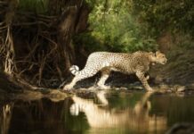 Project Cheetah Success: India’s Cheetah Population Hits 32, Driven by 21 India-Born Cubs