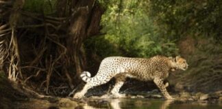 Project Cheetah Success: India’s Cheetah Population Hits 32, Driven by 21 India-Born Cubs