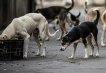 SC Slams States in Stray Dog Case: “Building Castles in the Air” with Fudged Data