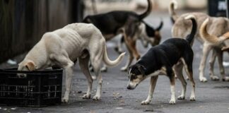 SC Slams States in Stray Dog Case: “Building Castles in the Air” with Fudged Data