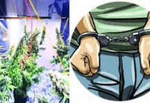 Campus Syndicate: Hydroponic Marijuana Satyawati College Student Nabbed in North-West Delhi