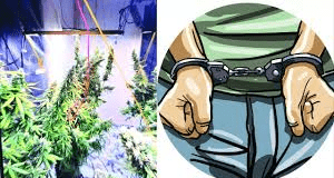 Campus Syndicate: Hydroponic Marijuana Satyawati College Student Nabbed in North-West Delhi